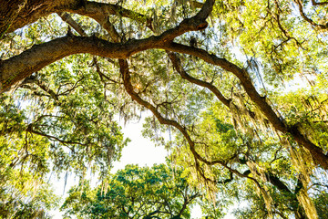 Oldest southern live oak in New Orleans, Louisiana Audubon park with hanging spanish moss in Garden...