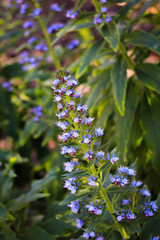 Closeup of blue-purple flowers in a green garden on a bright spring afternoon