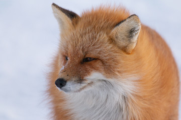 Fototapeta premium Red Fox in Alaska
