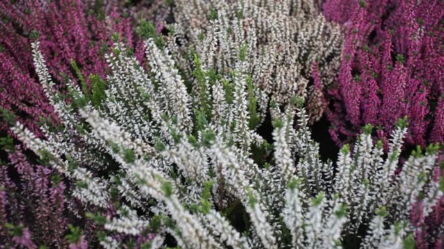 Bright image of flowering heather plants growing in garden