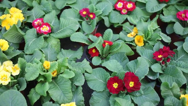 Close up view of flowering primula plants growing in pots in greenhouse
