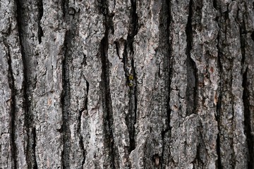 Close up of the bark of an old tree.
