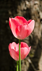 Leaves of one beautiful pink, purple tulip in backlight, macro, bright and shining