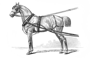 Harnessed horse engraved in the old book Meyers Lexicon, vol. 7, 1897, Leipzig © wowinside