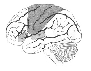 The brain from a side engraved in the old book Meyers Lexicon, vol. 7, 1897, Leipzig
