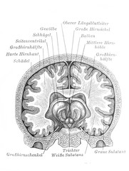 The brain in a section in the old book Meyers Lexicon, vol. 7, 1897, Leipzig