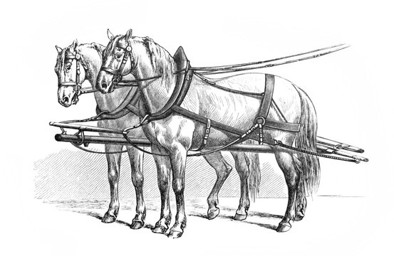 Harnessed deuce, two horses engraved in the old book Meyers Lexicon, vol. 7, 1897, Leipzig