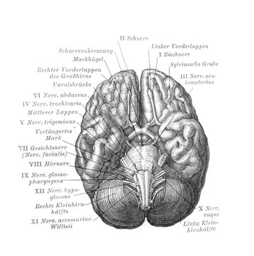 The brain view from the bottom in the old book Meyers Lexicon, vol. 7, 1897, Leipzig