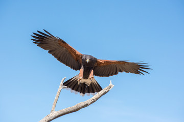 Harris Hawk coming in for a Landing Isolated on Blue Sky