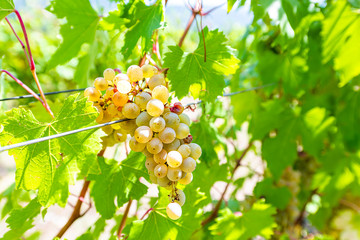 Closeup of white green or yellow wine Grechetto grapes hanging on grapevine vine with bunch...