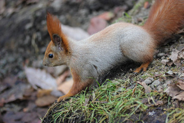 The squirrel is frolicking on the lawn in the park. 