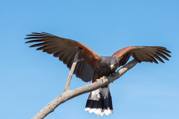 Harris Hawk coming in for a Landing Isolated on Blue Sky