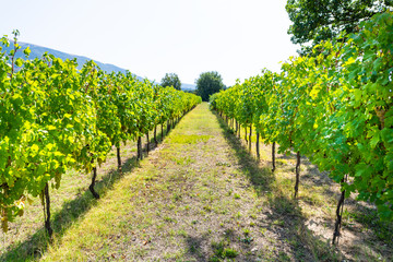 Fototapeta na wymiar Grechetto grapes hanging grapevine bunch grown for wine in Assisi, Umbria, Italy vineyard winery on sunny summer day with landscape view of rolling hills