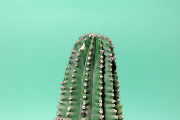 Close-up portrait of green cactus isolated on background of aqua menthe color.