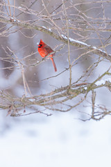 Red northern cardinal perched on snowy tree branch in forest on winter day