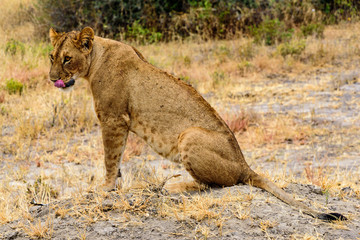Lioness (Panthera leo) in the Tarangire National Park