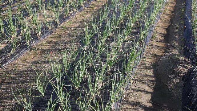 Rows of green onions growing on large plantation with polyethylene mulch on soil