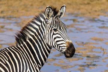 Close-up of a plains zebras (Equus quagga)