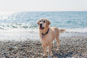 Golden retriever saliendo de la mar