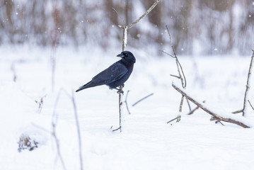 Big black crow sitting on tree branch in white snow