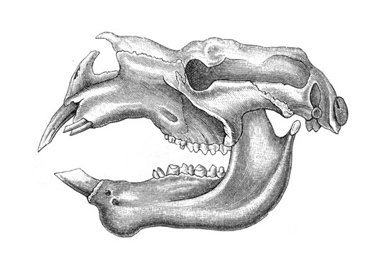 The skull of Diprotodon in the old book Meyers Lexicon, vol. 4, 1897, Leipzig