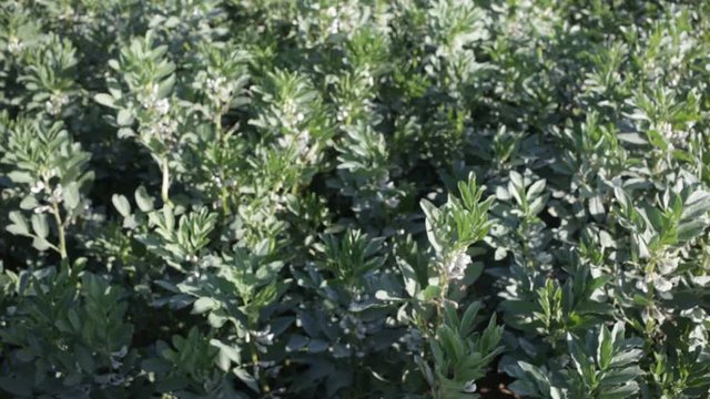 Closeup of green flowering faba bean bushes on large farm plantation on sunny day