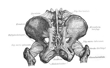 The scheme of coccyx in the old book Meyers Lexicon, vol. 2, 1897, Leipzig - obrazy, fototapety, plakaty
