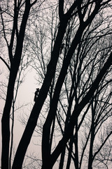 The squirrels are frolicking on the tree in the park. 