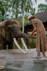 Girl feeds an elephant in Bali