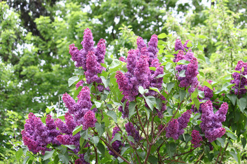 Obraz premium Beautiful bush of blooming lilac