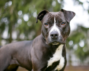 A black and white Pit Bull Terrier mixed breed dog outdoors