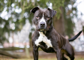 A black and white Pit Bull Terrier mixed breed dog outdoors