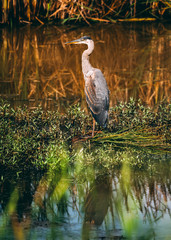 Heron in Pond