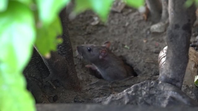 A wild rat at a hole in the ground near street market at Kota Kinabalu, island Borneo, Malaysia, close up