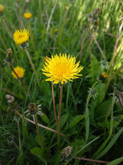Yellow dandelion. In the green grass.