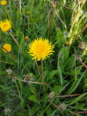 Yellow dandelion. In the green grass.