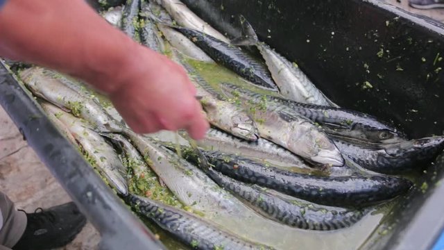 Preparing fish for barbecue. Grilling mackerel fish