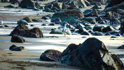 Birds of a feather walk together 