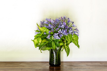 Agapanthus praecox, blue lily flower, close up. African lily or Lily of the Nile is popular garden plant in Amaryllidaceae family. Tanzania, Africa