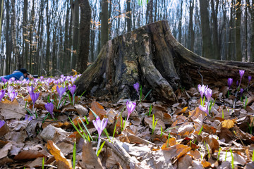crocus flower near the stump in the forest. beauty of wild purple blooming in springtime