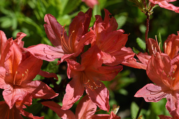 blossoms of rhododendron