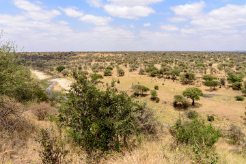 Fototapeta na wymiar Umbrella acacia savannah landscape in the Tarangire National Park