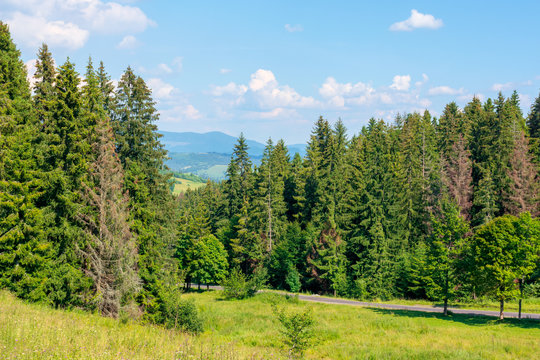 forested hill of carpathian mountains. clouds on the blue sky. ridge in the distance. sunny afternoon weather in summer.