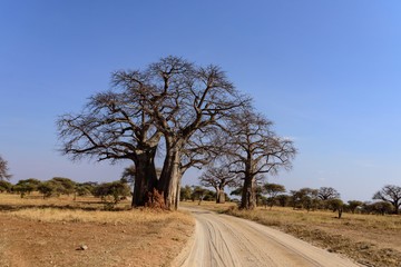 Fototapeta na wymiar African Baobab tree.(Adansonia digitata) in the Tarangire National Park
