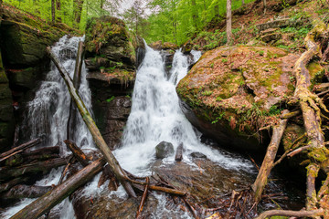 Naklejka na ściany i meble waterfall in the forest. two segment stream. fallen trees in the cataract. beautiful nature scenery in springtime. Voievodyn, TransCarpathia, Ukraine