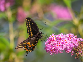 Black swallowtail butterfly in summer