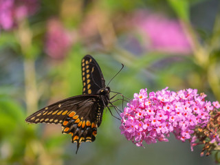 Black swallowtail butterfly in summer