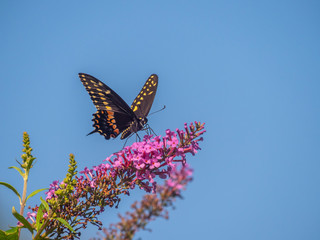 Black swallowtail butterfly in summer