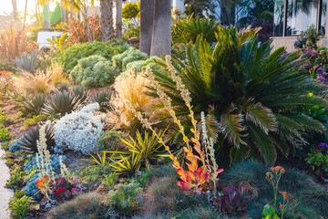 Plantes tolérantes à la sécheresse à la maison en Californie pour l& 39 aménagement paysager