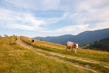 Fototapeta premium cows graze in a meadow in the Carpathians mountains. Summer landscape with cow grazing on fresh green mountain pastures. cattle grazing high up in mountains. healthy food and ecology concept
